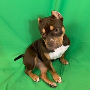 Meet your Posher, Ariel